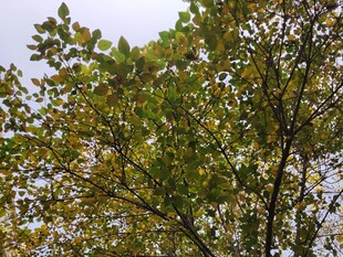 枝叶繁茂的绿树