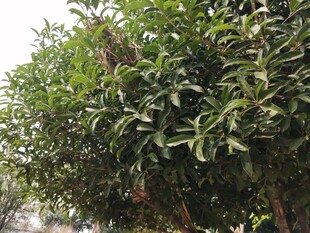 繁茂绿叶的果树景观