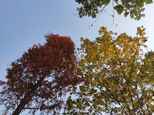 秋日多彩树木仰望视角