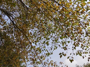 秋日树冠下的斑驳光影