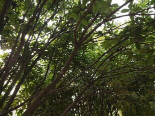 茂密树林中的阳光穿透景象