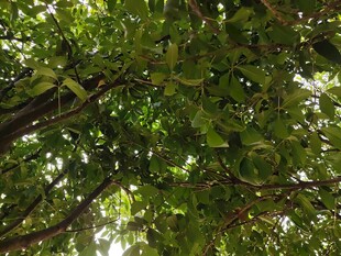 仰视繁茂绿树树冠