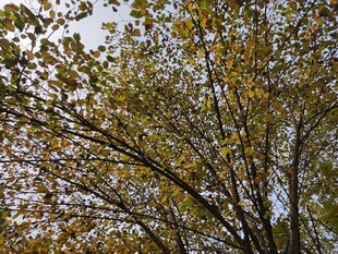 秋日繁茂树木枝叶景观