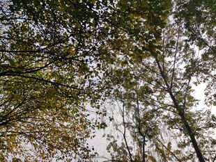 仰视茂密树林枝叶景观