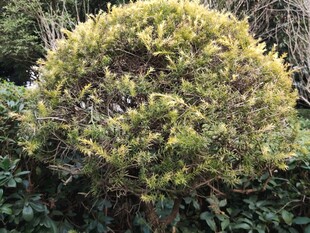 球形绿植生机盎然