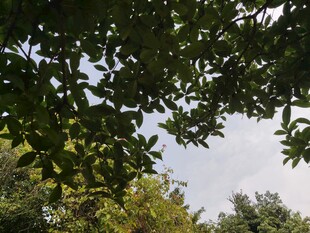 透过枝叶看天空