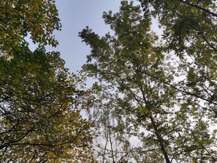 仰视秋日树林树冠