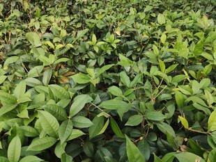 嫩绿茶苗生机勃勃