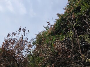 户外繁茂植物与蓝天景象