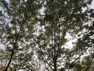 仰视茂密树林树冠景象