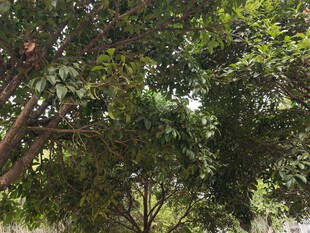 茂密树林绿意盎然