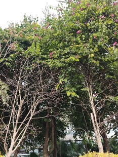 绿树繁花的自然景致