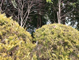 茂密绿植与树木景观