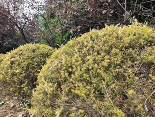 翠绿蓬松的球形灌木丛