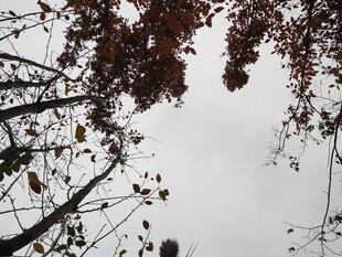 仰视秋日树枝与灰白天空