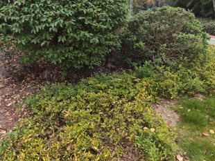 绿意盎然的庭院植物景观