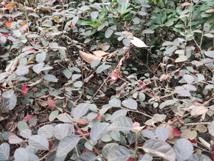 地面上的多彩落叶与绿植