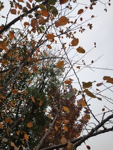 秋日枝头斑斓树叶