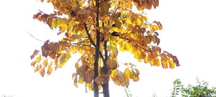 秋日斑斓树叶特写