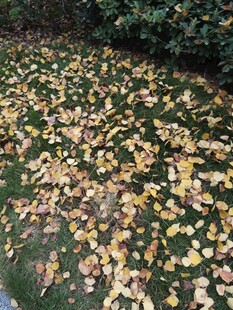 落叶铺地的秋日美景