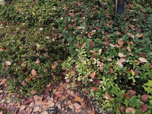 秋日斑斓植物景观