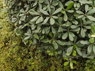 绿叶繁茂的植物景观