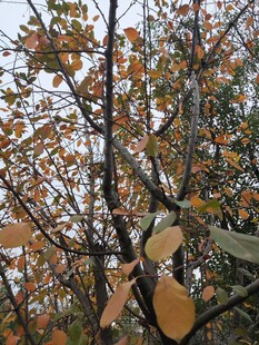 秋日枝头挂着金黄树叶