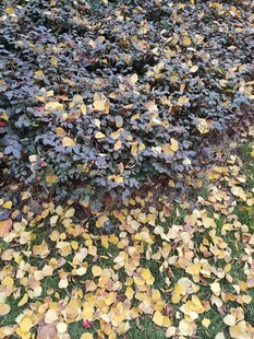 多彩落叶铺就美丽地面