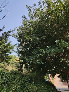 绿树成荫的户外景致