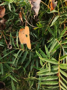 绿叶间的枯黄叶片