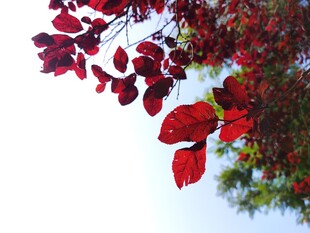 枝头红叶美如画