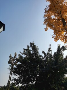 秋日树梢与蓝天景致