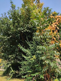 繁茂绿植展现自然生机