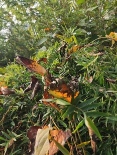 秋日野外繁茂植物景象