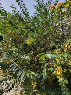 繁茂绿植展现自然生机