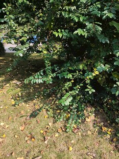 绿叶繁茂的地面植物