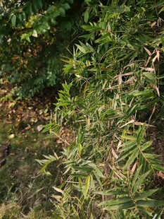 翠绿繁茂的植物枝叶