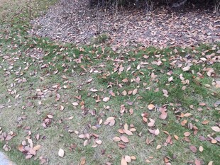 地面散落的枯黄落叶