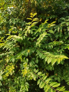 翠绿繁茂的植物枝叶