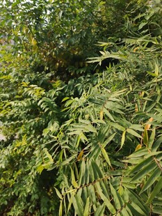 茂密竹林绿意盎然