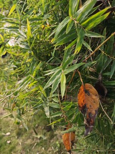 竹林中觅食的小鸟