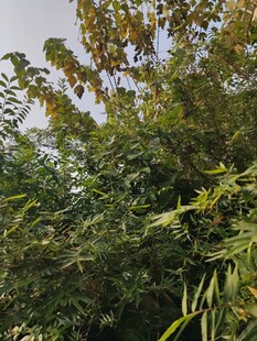 繁茂绿植景观