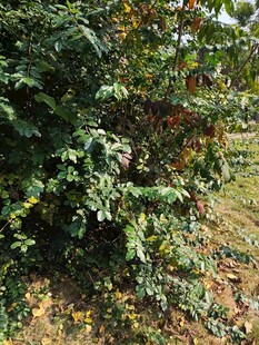 绿叶繁茂的户外植物景观