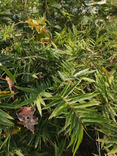 丛林中的多彩植物与蝴蝶