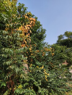 树上挂满橙黄果实