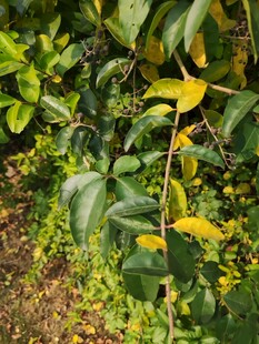 绿叶间的黄色小花