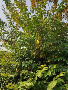 繁茂绿植展现自然生机