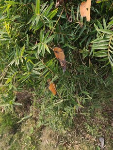 绿叶间的枯叶景象