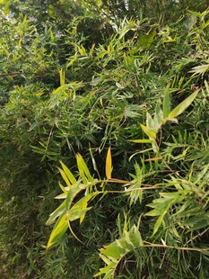 翠绿丛中亮眼黄竹叶片