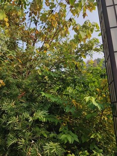 繁茂绿植与建筑一角